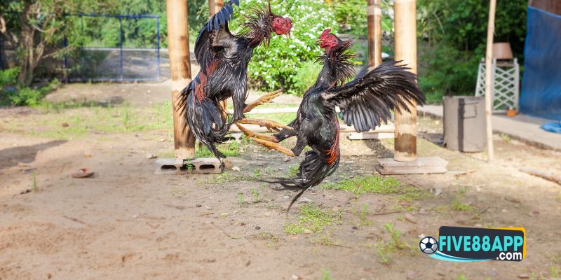 Đá gà ăn tiền